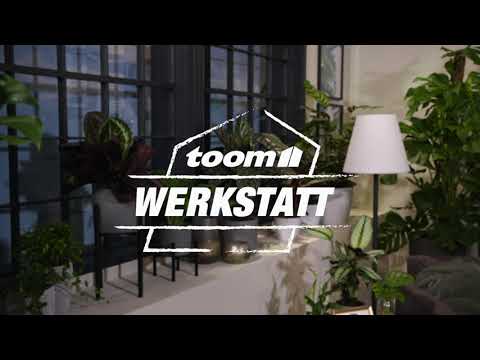 toom Pflanzentipps: Calathea | toom Baumarkt