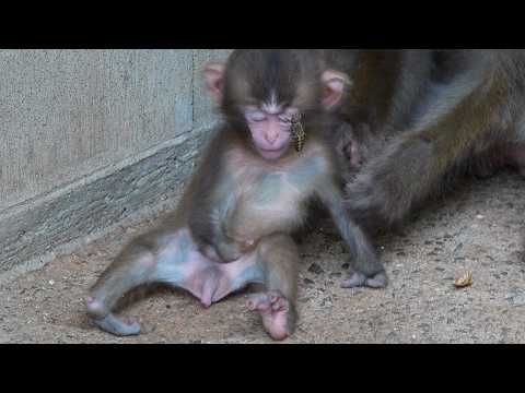 命の重さに涙。障がいを持つ赤ちゃん猿を見守る仲間の姿に、人が学ぶべきこと / monpai monyet 小猿 子ザル SNOW MONKEY