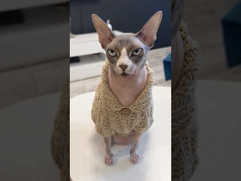 Дени превращается в кота😄