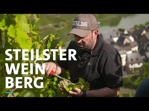Der steilste Weinberg Europas in Calmont an der Mosel | SWR | Landesschau Rheinland-Pfalz