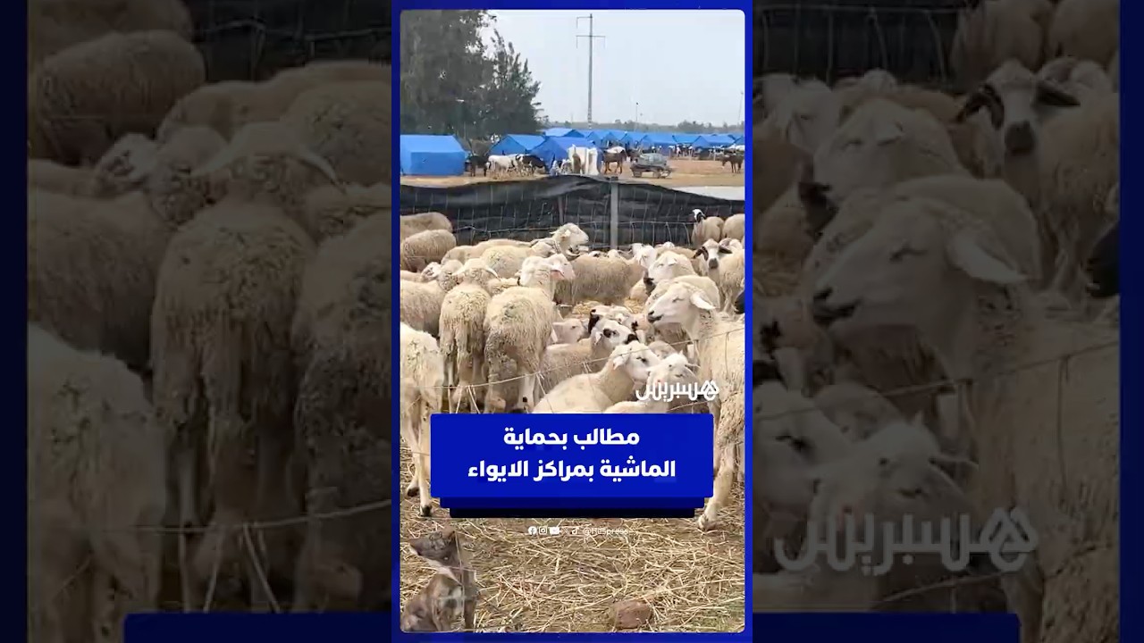 كسّابة المكرن بإقليم القنيطرة يطالبون بتعزيز أعلاف الماشية بمراكز الإيواء وحمايتها من الموت thumbnail