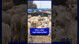 كسّابة المكرن بإقليم القنيطرة يطالبون بتعزيز أعلاف الماشية بمراكز الإيواء وحمايتها من الموت thumbnail