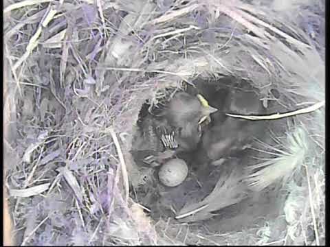 Blue tit Nest Eggs to Fledge