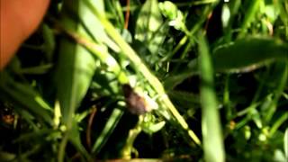 preview picture of video 'Searching for Glow Worms at Townclose Hills'