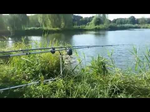 Karp - Wędkowanie Kraśniczyn