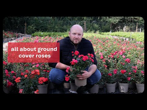 Plant Profile: Carpet Roses