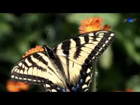 ✿ ♡ ✿ NICOLAS DE ANGELIS - Implora