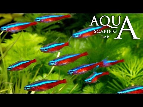 Aquascaping Lab - Neon Tetra Paracheirodon Innesi & Axelrodi Fish description / Neon Cardinale
