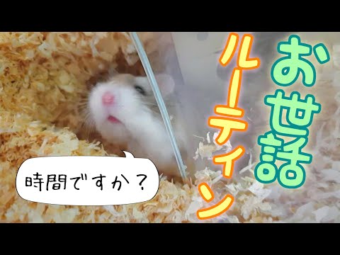 ハムスターの世話と餌やり