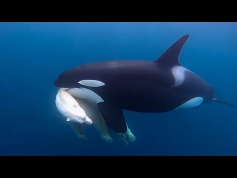 When an Orca Hunted a Polar Bear