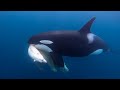 When An Orca Hunted A Polar Bear