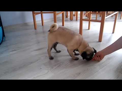 Piątka, leżeć, obrót, daj głos komendy u mopsa nauka