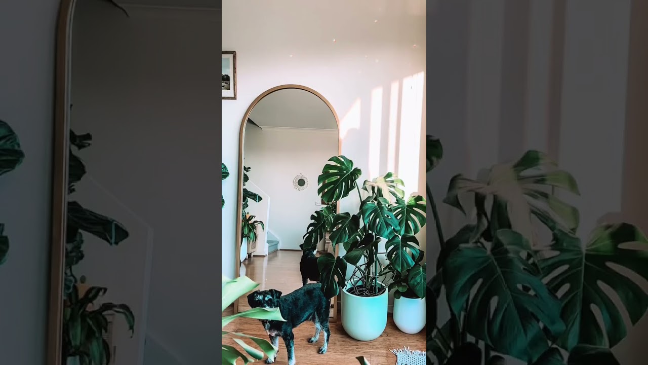 The little planty life #fiddleleaffig #monstera #stringofhearts #schnauzer #madewithlightroom
