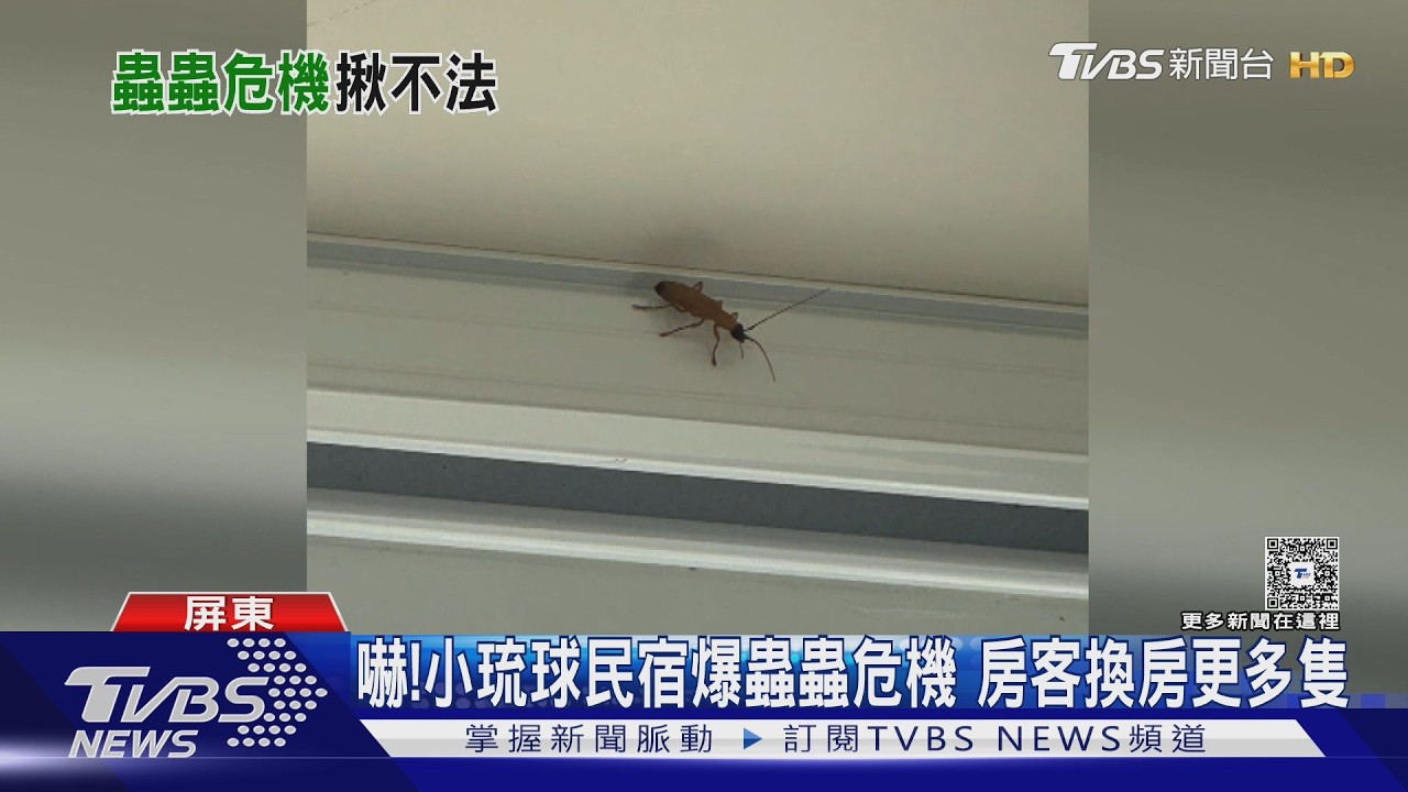 影音/ 小琉球民宿爆蟲蟲危機! 交旅處再抓非法經營 老闆道歉了
