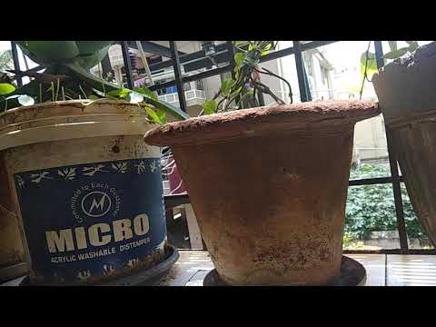 Various plants in my garden and their names and their features