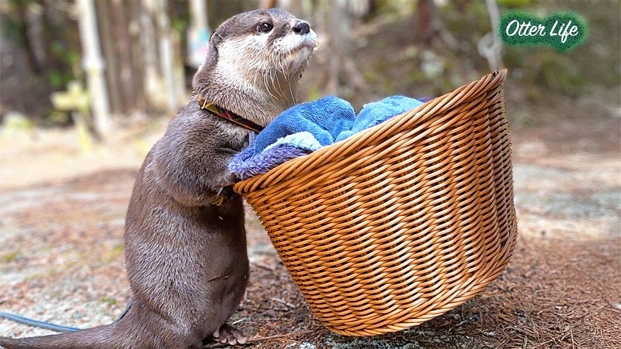 「大丈夫…？」お散歩の帰り道、カゴに引きこもってしまった相方を何度も覗いて確認するカワウソの様子が愛おしい Otter Worries About His Girlfriend