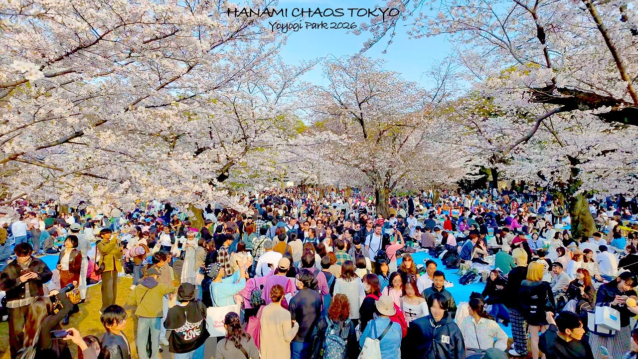 4K60【満開の代々木公園 桜の絶景】お花見 大混雑 2026 東京 Japan