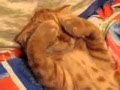 Рыжий кот.mp4 