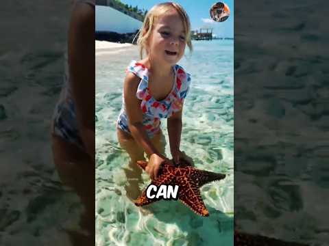 Why You Shouldn't Touch Starfish! 🌊❌