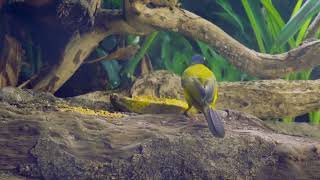 CAT TV | 10 Hours of Birds, Small Animals & Relaxing Cat Music | Ultimate Enrichment for Indoor Cats
