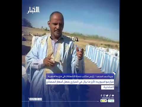 مزارعو امبوريه الأرز ما يزال في المزارع بفعل أسعار المصانع المتدنية