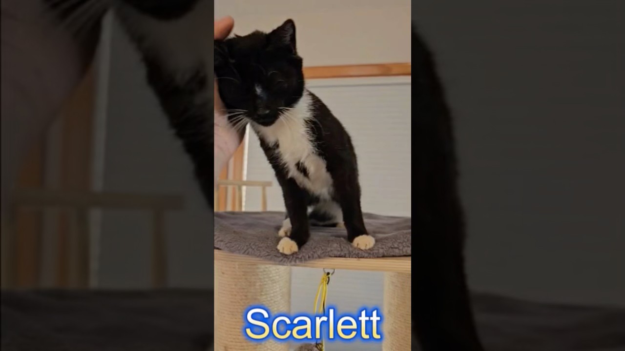 Enlarge Scarlett, an adopted Domestic Short Hair in Glastonbury, CT video 4/4