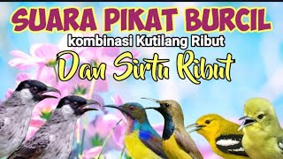Download lagu Suara Pikat Burung Kecil Kombinasi Kutilang Ribut Dan Sirtu Ribut mp3
