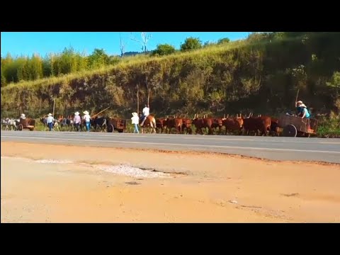 DESFILE DE CARROS DE BOI IPUIUNA TRADIÇÃO DE MINAS GERAIS