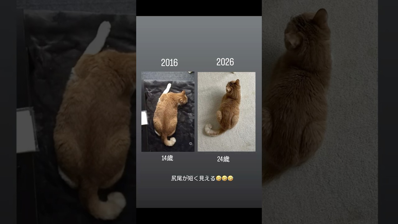オス猫  14歳→24歳  🫠🫠🫠💛