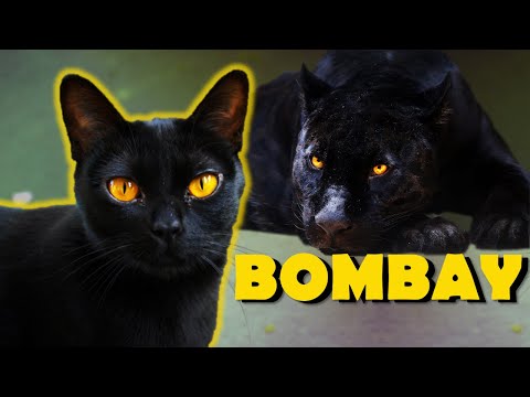 BOMBAY cat breed - The PANTHER-like cat