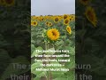 The sunflowers turn their face toward the Sun #quoteoftheday  #fyp #sunflower