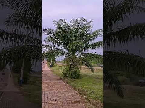 Andando pelas ruas de Rorainópolis – Brasil Norte 🇧🇷 #Rorainópolis #Roraima #StreetWalk