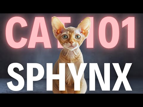 Sphynx Cat 101 | Hairless Cat: Everything You Need To Know - Is It the Right Cat for You?