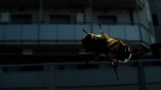 Portishead - Small (the Fly clip)