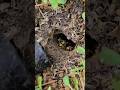 Angry and AGGRESSIVE Yellow Jacket Ground nest! #hornetking #wasp #sting