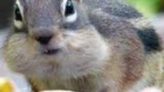 Chipmunk Song