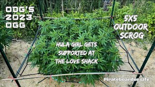 ODG’s 2023 Outdoor Ganja Grow 5x5 Outdoor SCROG…Hula Girl gets Supported at the Love Shack