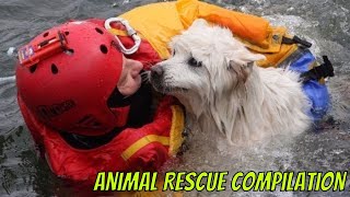 Animal Rescue Compilation