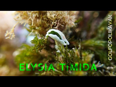 Elysia timida