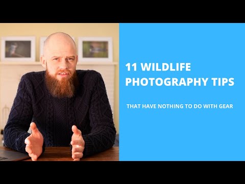 11 WILDLIFE PHOTOGRAPHY TIPS THAT HAVE NOTHING TO DO WITH GEAR (2020)