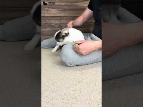 Video 4