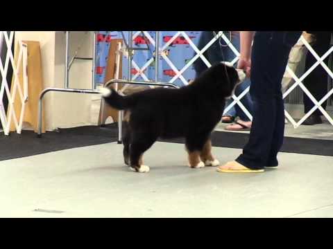 Lavish's Brut Premier - JCKC B-Match Best in Match