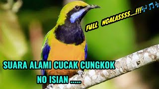 Download lagu Suara alam CUCAK CUNGKOK ‼️mampu menaikan emosi cucak cungkok bahan ... agar cepat gacor. mp3