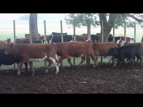 384 terneros cerro chato