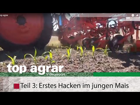 Tips: First hoeing of young corn ++ top agrar video report part 3: Hoeing & harrowing +++