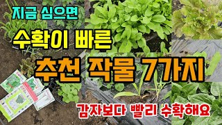 봄에 심으면 수확이 빠른 추천작물 7가지 이렇게 심으면 감자보다 빨리 수확해요