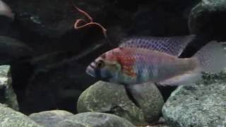 Esta esp cie de peixe come os pr prios filhotes entenda o porqu - 12