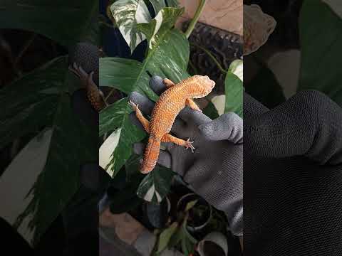 Kartu Gecko