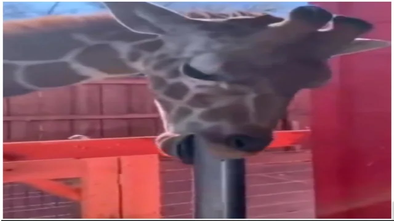 r/CursedComments {10}