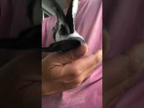 鳩が庭やバルコニーの植木鉢に卵を産まないようにするための 5 つ以上のヒント  庭園